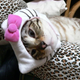 Image for article titled Japan's Hello Kitty Cat Humiliation System